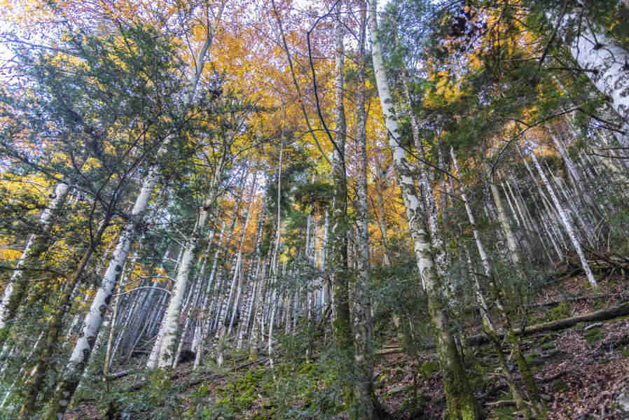 Huesca - parque nacional de Ordesa y Monte Perdido - valle de Ordesa 71 - sendero Turieto Alto.jpg